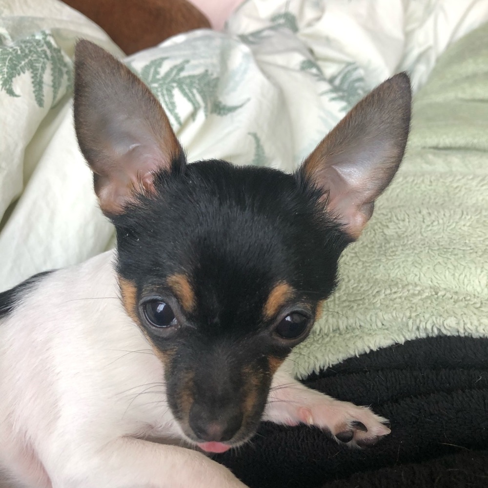 Meet your Posher, Audie.